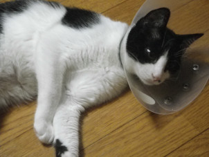 猫の飼い方 エリザベスカラーつづき 神奈川県横須賀市やまなか動物病院のゆかいなスタッフ達のブログです