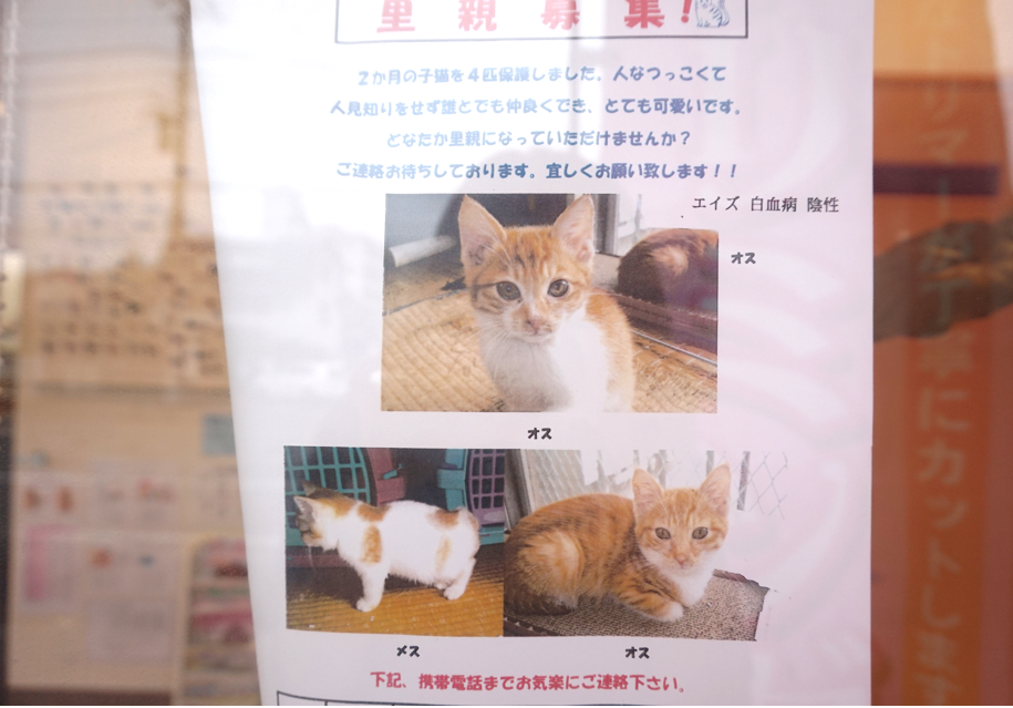 動物 病院 里親 募集