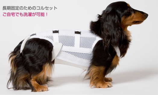犬用　ヘルニア　コルセット　東洋装具 わんちゃん専用コルセット☆|神奈川県横須賀市よこすか犬と猫の