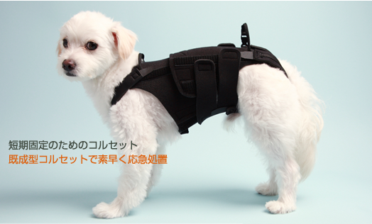 わんちゃん専用コルセット☆|神奈川県横須賀市よこすか犬と猫の病院の