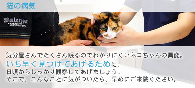横須賀市や三浦市で猫の病気のご相談は やまなか動物病院