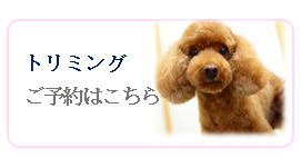 こんな症状ありませんか 腫れやしこり 神奈川県横須賀市やまなか動物病院のゆかいなスタッフ達のブログです