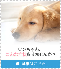 ワンちゃん、こんな症状ありませんか？ 詳細はこちら